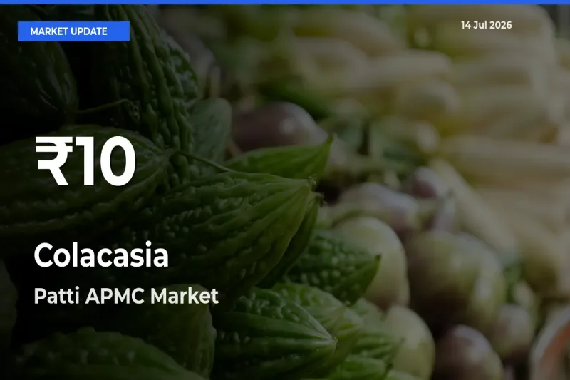 Colacasia Hits 30-Day Low in Patti APMC