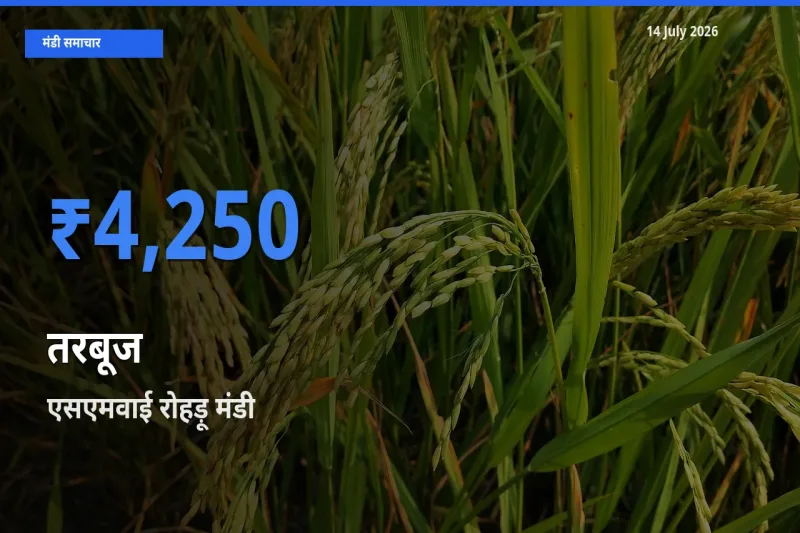 एसएमवाई रोहड़ू मंडी में तरबूज ₹4,250 पर पहुँचा – आज का सर्वोच्च भाव