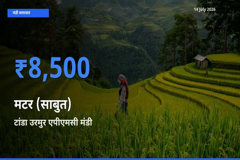 टांडा उरमुर एपीएमसी मंडी में आज मटर (साबुत) के सबसे ऊँचे दाम दर्ज