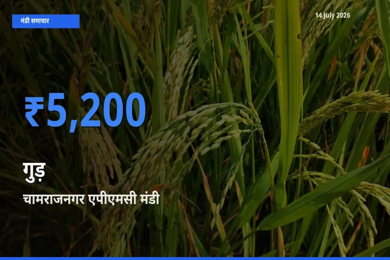 आज गुड़ के सबसे ऊँचे दाम ₹5,200 चामराजनगर एपीएमसी मंडी में