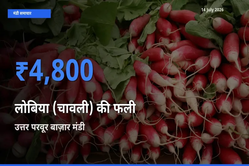 आज का मंडी भाव: लोबिया (चावली) की फली के सबसे ज़्यादा दाम उत्तर परवूर बाज़ार में