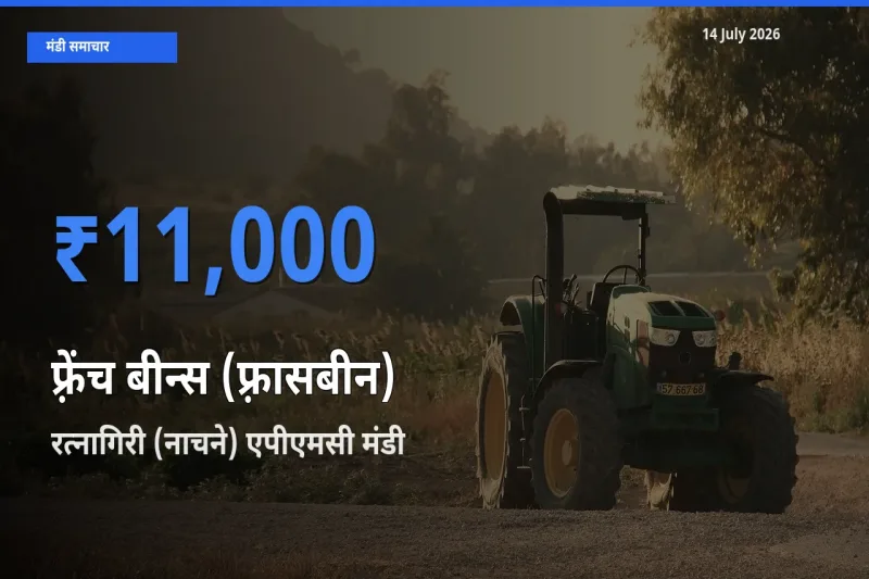 रत्नागिरी (नाचने) एपीएमसी में फ़्रेंच बीन्स (फ़्रासबीन) का आज सबसे ऊँचा भाव