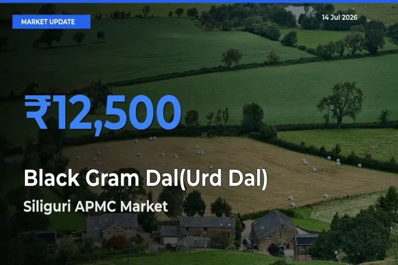 Siliguri APMC Tops Black Gram Dal(Urd Dal) Rates – July 14 Market Update