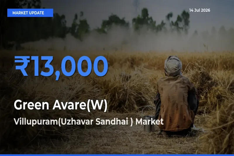 Villupuram(Uzhavar Sandhai ) Tops Green Avare(W) Mandi Rates Today