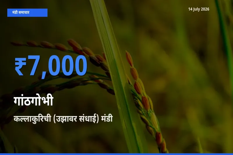 कल्लाकुरिची (उझावर संधाई) मंडी में गांठगोभी ₹7,000 पर पहुँचा – आज का सर्वोच्च भाव