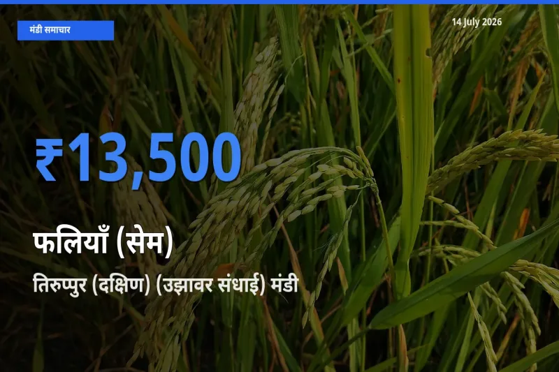 टॉप मंडी बना तिरुप्पुर (दक्षिण) (उझावर संधाई)! फलियाँ (सेम) के सबसे ऊँचे दाम यहीं दर्ज