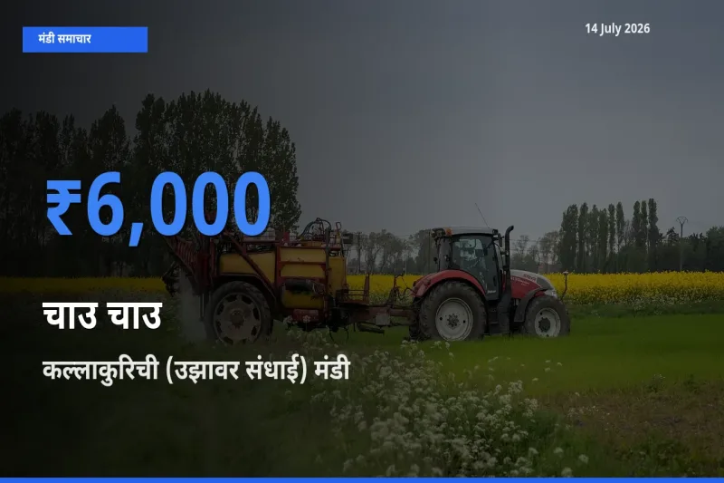 टॉप मंडी बना कल्लाकुरिची (उझावर संधाई)! चाउ चाउ के सबसे ऊँचे दाम यहीं दर्ज