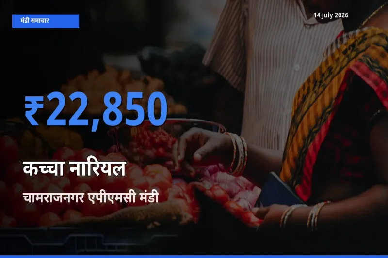 टॉप मंडी बना चामराजनगर एपीएमसी! कच्चा नारियल के सबसे ऊँचे दाम यहीं दर्ज