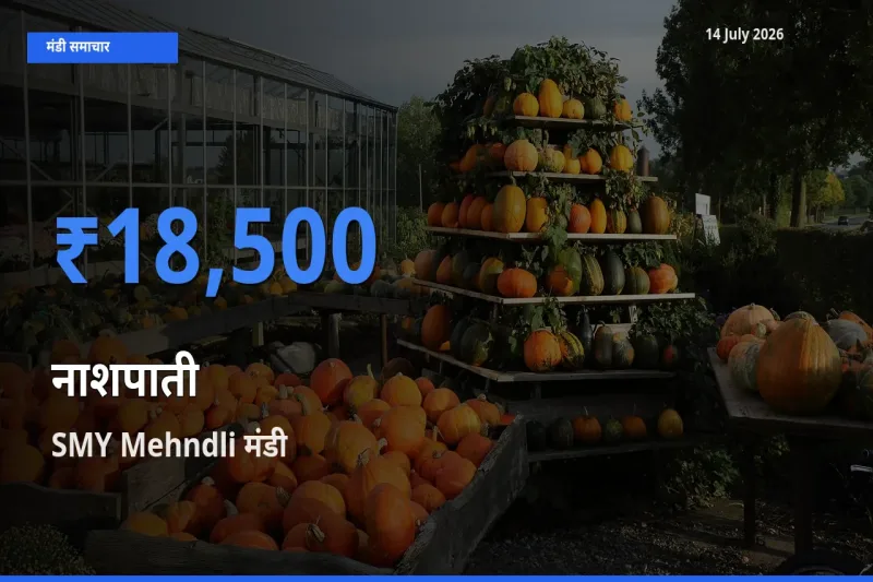 SMY Mehndli में नाशपाती का आज सबसे ऊँचा भाव