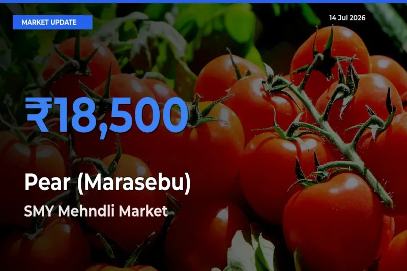SMY Mehndli Emerges as Top Mandi for Pear (Marasebu) Prices Today