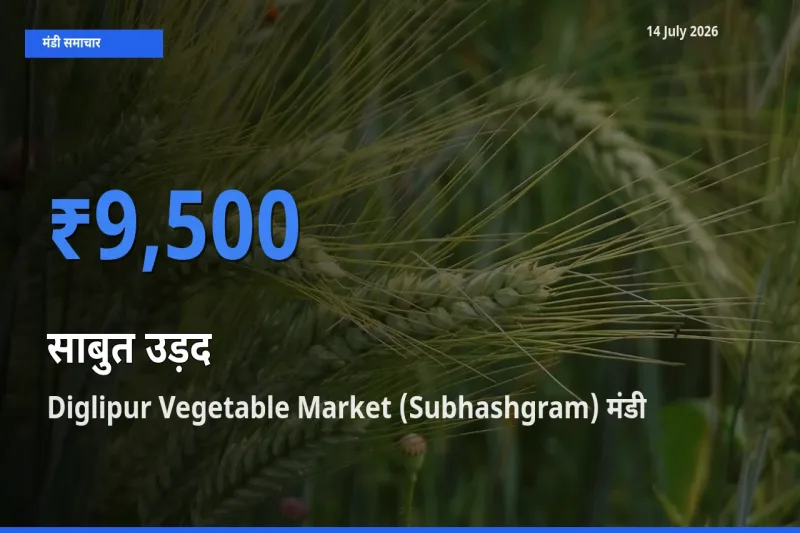 Diglipur Vegetable Market (Subhashgram) मंडी में आज साबुत उड़द के सबसे ऊँचे दाम दर्ज