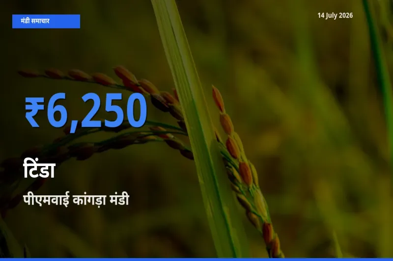 आज टिंडा के सबसे ज़्यादा दाम पीएमवाई कांगड़ा मंडी में दर्ज