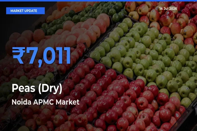 Farmers Prefer Noida APMC as Peas (Dry) Hits Highest Rate