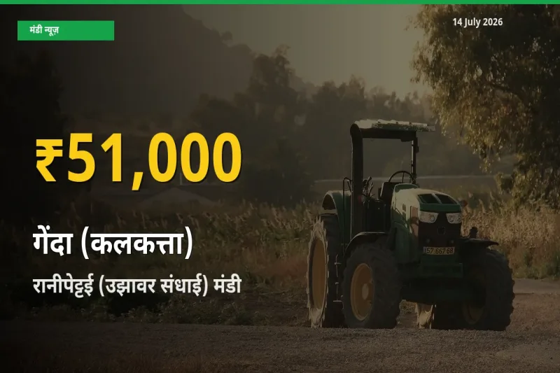रानीपेट्टई (उझावर संधाई) में गेंदा (कलकत्ता) ₹51,000 पर पहुँचा – अब तक का उच्चतम भाव