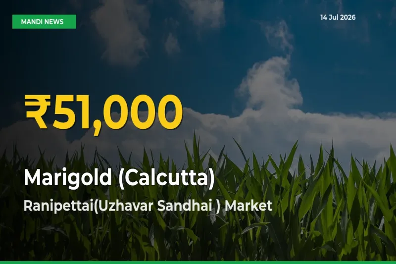 Why Marigold (Calcutta) Prices Are Climbing in Ranipettai(Uzhavar Sandhai ) – Today’s New High Explained