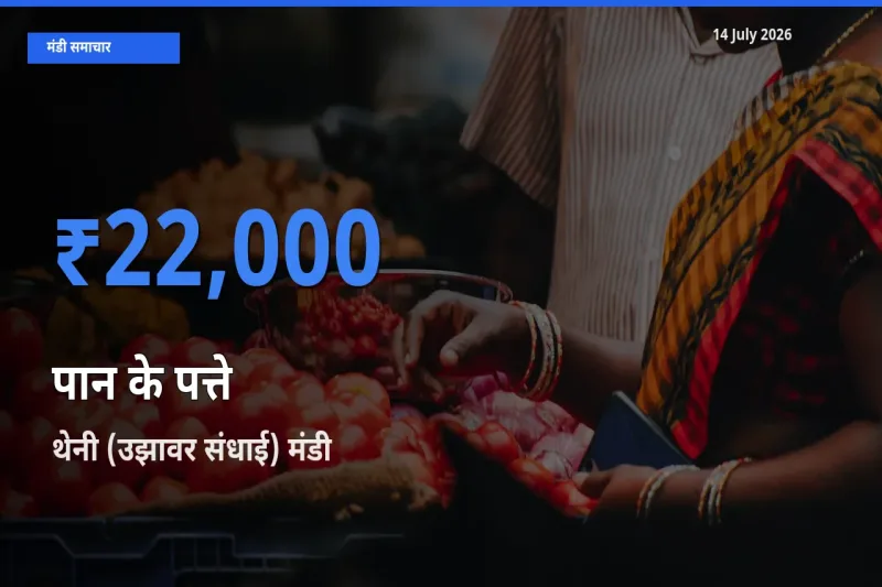 टॉप मंडी बना थेनी (उझावर संधाई)! पान के पत्ते के सबसे ऊँचे दाम यहीं दर्ज