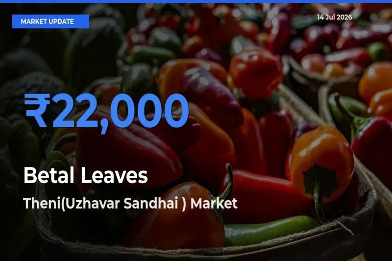 Theni(Uzhavar Sandhai ) Leads as Top Mandi for Betal Leaves Prices