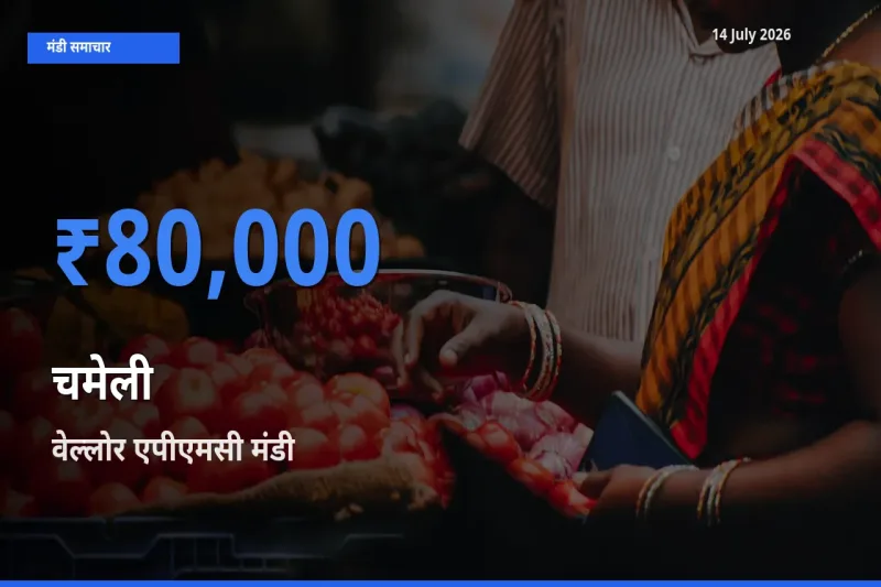 आज चमेली के सबसे ऊँचे दाम ₹80,000 वेल्लोर एपीएमसी मंडी में