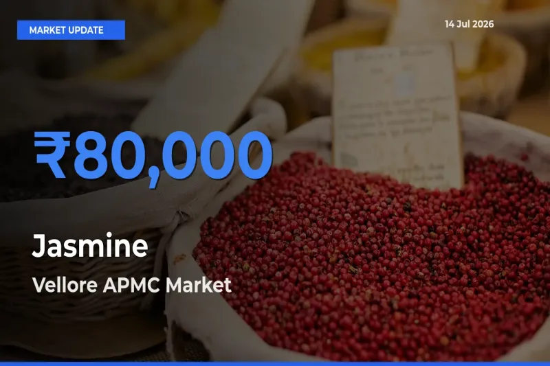 Jasmine Mandi Rate Today: Vellore APMC Tops the List
