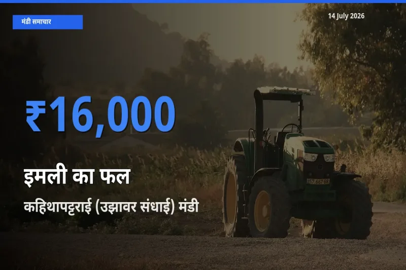 कहिथापट्टराई (उझावर संधाई) में इमली का फल का आज सबसे ऊँचा भाव