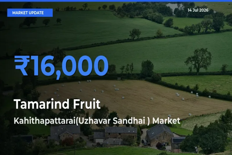 Kahithapattarai(Uzhavar Sandhai ) Offers ₹16,000 – Highest Tamarind Fruit Rate Today