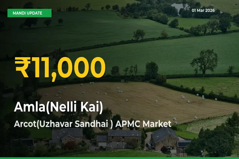 Farmers Benefit as Amla(Nelli Kai) Rate Touches New High in Arcot(Uzhavar Sandhai ) APMC