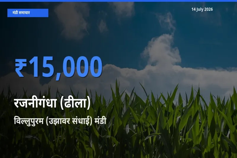 आज रजनीगंधा (ढीला) के सबसे ज़्यादा दाम विल्लुपुरम (उझावर संधाई) मंडी में दर्ज