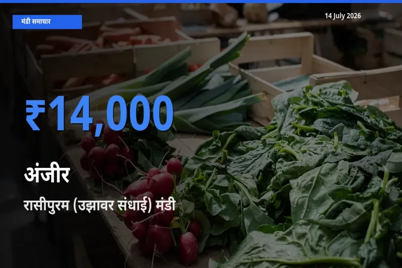 बाज़ार संकेत: रासीपुरम (उझावर संधाई) बना अंजीर के लिए आज की टॉप मंडी