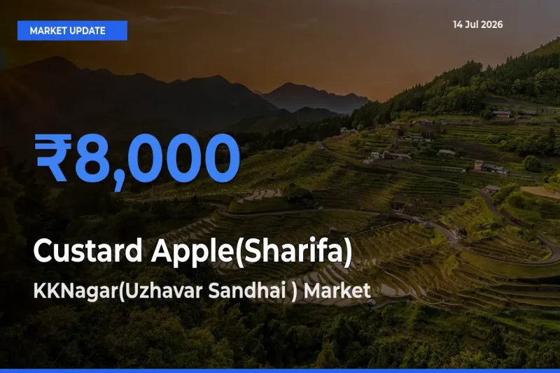 KKNagar(Uzhavar Sandhai ) Offers ₹8,000 – Highest Custard Apple(Sharifa) Rate Today