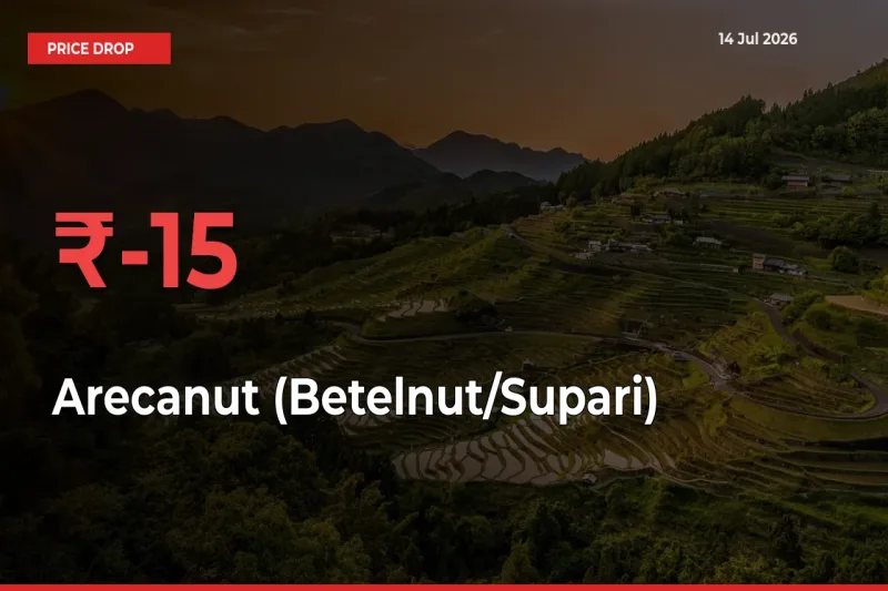 Arecanut (Betelnut/Supari) Falls 15.43% at Mandis