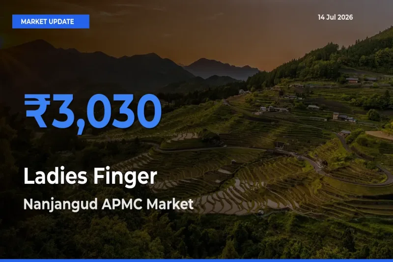 Market Watch: Nanjangud APMC Becomes Top Mandi for Ladies Finger