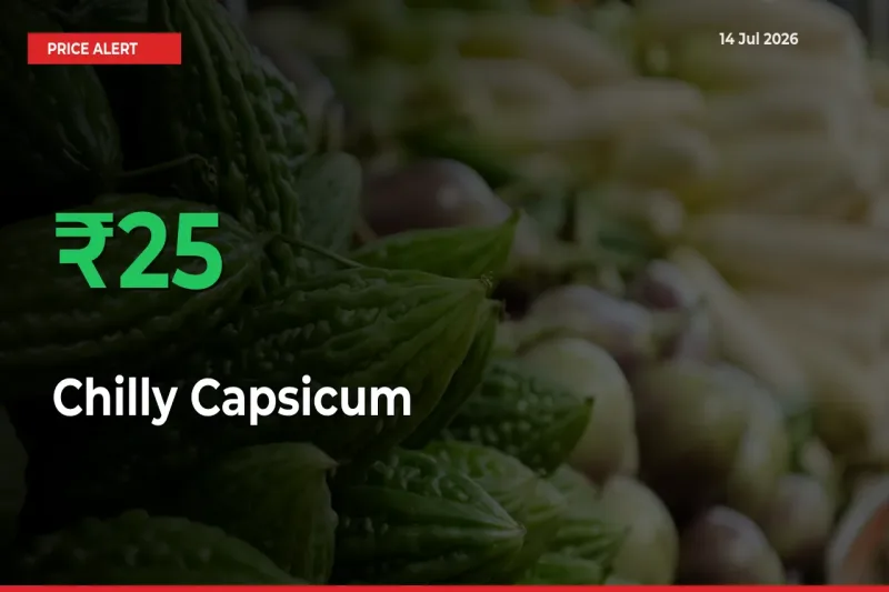 Chilly Capsicum Prices Rise 25.11% in a Day at Major Mandis