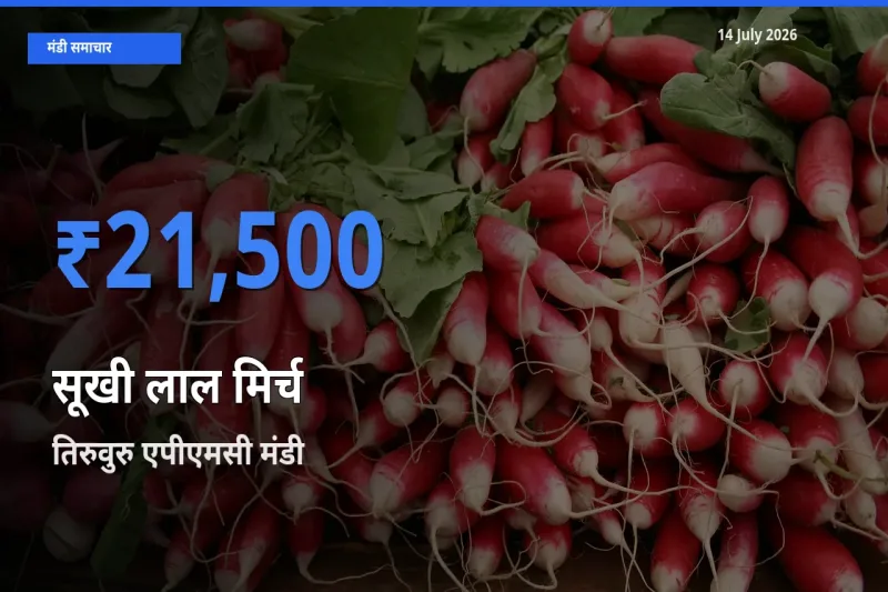 तिरुवुरु एपीएमसी मंडी में सूखी लाल मिर्च ₹21,500 पर पहुँचा – आज का सर्वोच्च भाव