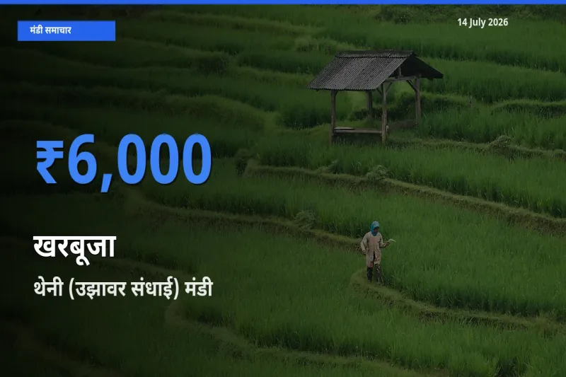 थेनी (उझावर संधाई) में खरबूजा का आज सबसे ऊँचा भाव