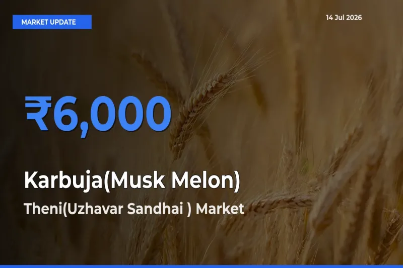 Farmers Prefer Theni(Uzhavar Sandhai ) as Karbuja(Musk Melon) Hits Highest Rate