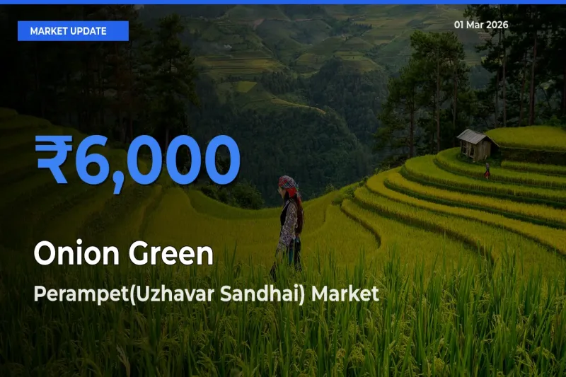 Market Watch: Perampet(Uzhavar Sandhai) Becomes Top Mandi for Onion Green