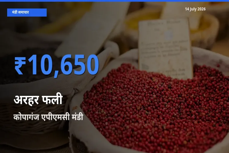 किसानों की पसंद बना कोपागंज एपीएमसी, अरहर फली के सबसे अच्छे दाम