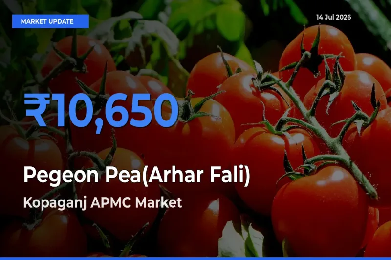 Kopaganj APMC Records Highest ₹10,650 Rate for Pegeon Pea(Arhar Fali)