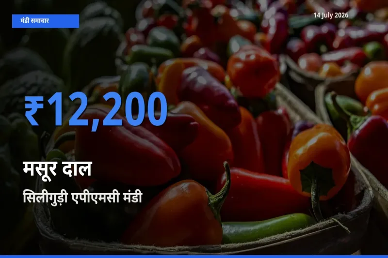 आज का मंडी भाव: मसूर दाल के सबसे ज़्यादा दाम सिलीगुड़ी एपीएमसी में