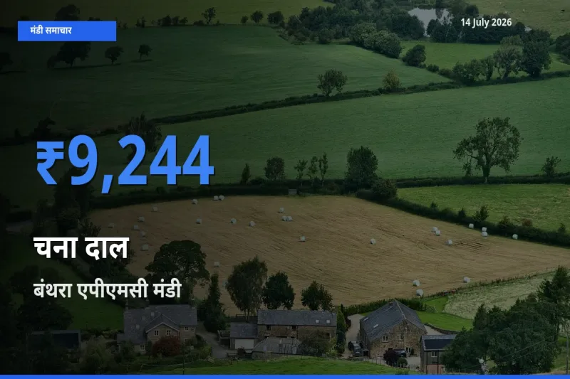बंथरा एपीएमसी में चना दाल का आज सबसे ऊँचा भाव