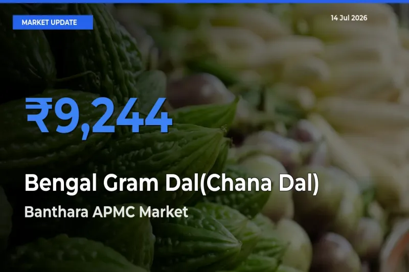 Top Performer! Banthara APMC Offers Best Bengal Gram Dal(Chana Dal) Price Today