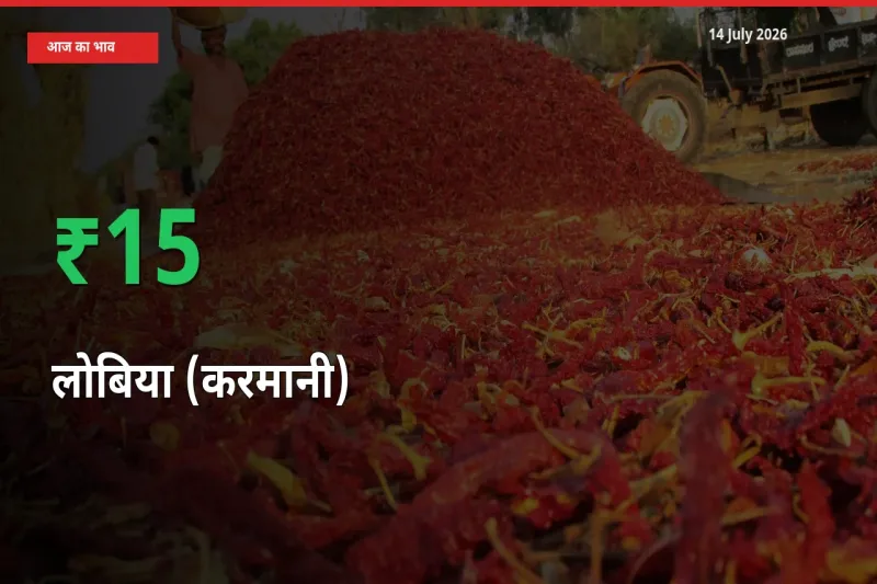 बाज़ार संकेत: लोबिया (करमानी) के भाव मंडी में 15.3% ऊपर