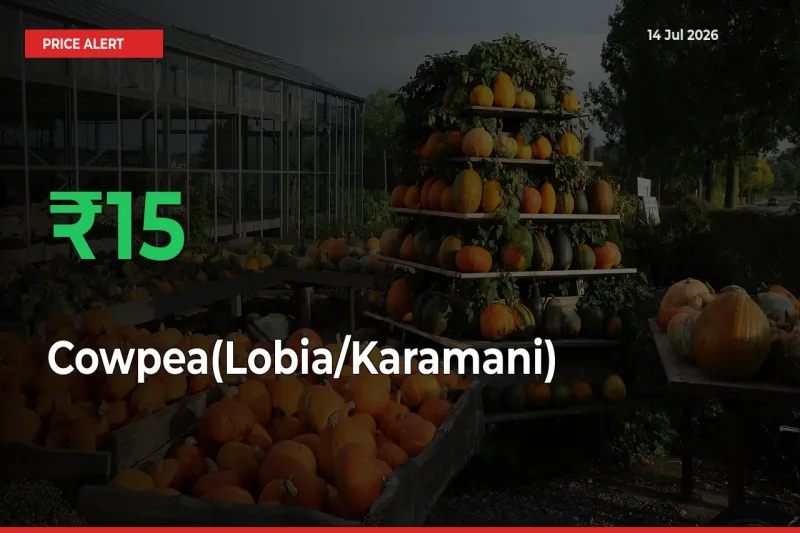 Sudden 15.3% Rally in Cowpea(Lobia/Karamani) Prices Across Mandis