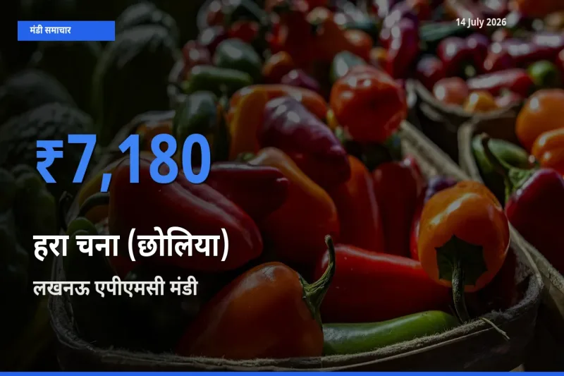 लखनऊ एपीएमसी मंडी में आज हरा चना (छोलिया) के सबसे ऊँचे दाम दर्ज