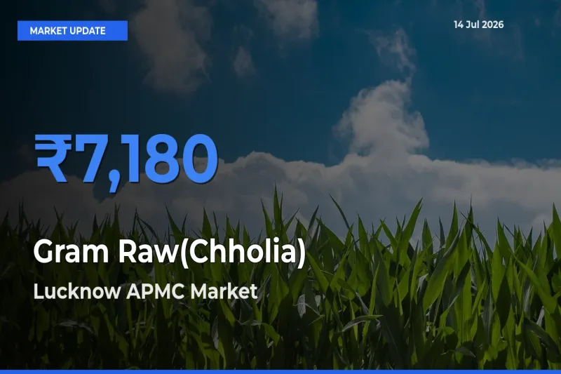Market Watch: Lucknow APMC Becomes Top Mandi for Gram Raw(Chholia)