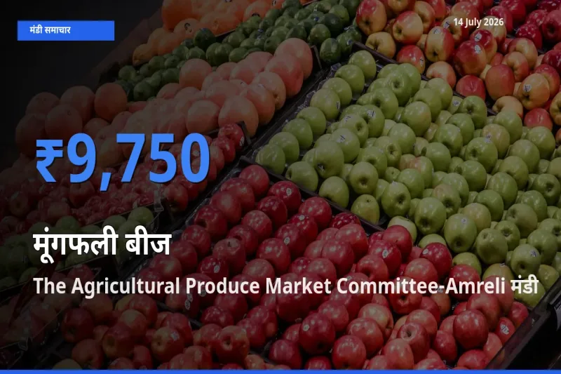 आज मूंगफली बीज के सबसे ज़्यादा दाम The Agricultural Produce Market Committee-Amreli मंडी में दर्ज
