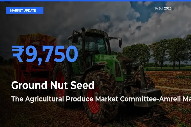 The Agricultural Produce Market Committee-Amreli Tops Ground Nut Seed Mandi Rates Today