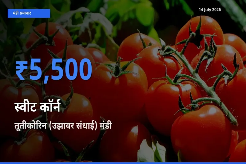 किसानों की पसंद बना तूतीकोरिन (उझावर संधाई), स्वीट कॉर्न के सबसे अच्छे दाम