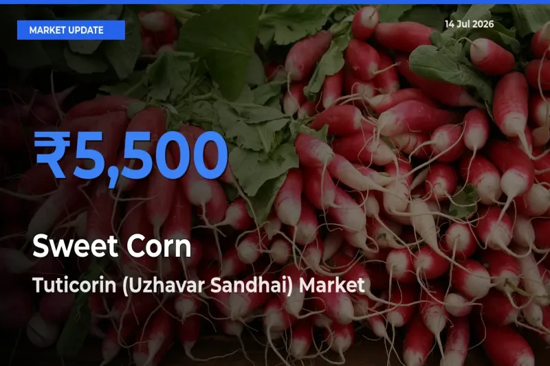 Tuticorin (Uzhavar Sandhai) Leads as Top Mandi for Sweet Corn Prices