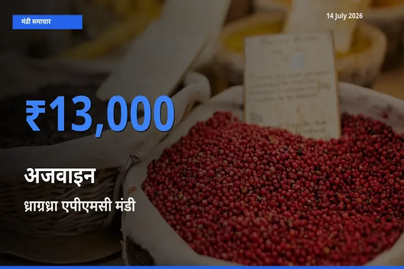 ध्राग्रध्रा एपीएमसी मंडी में आज अजवाइन के सबसे ऊँचे दाम दर्ज